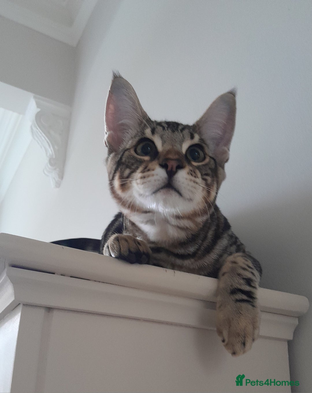 Savannah cats for sale: Full Pedigree TICA Reg Marbled Savannah Boy Kitten - Image 8
