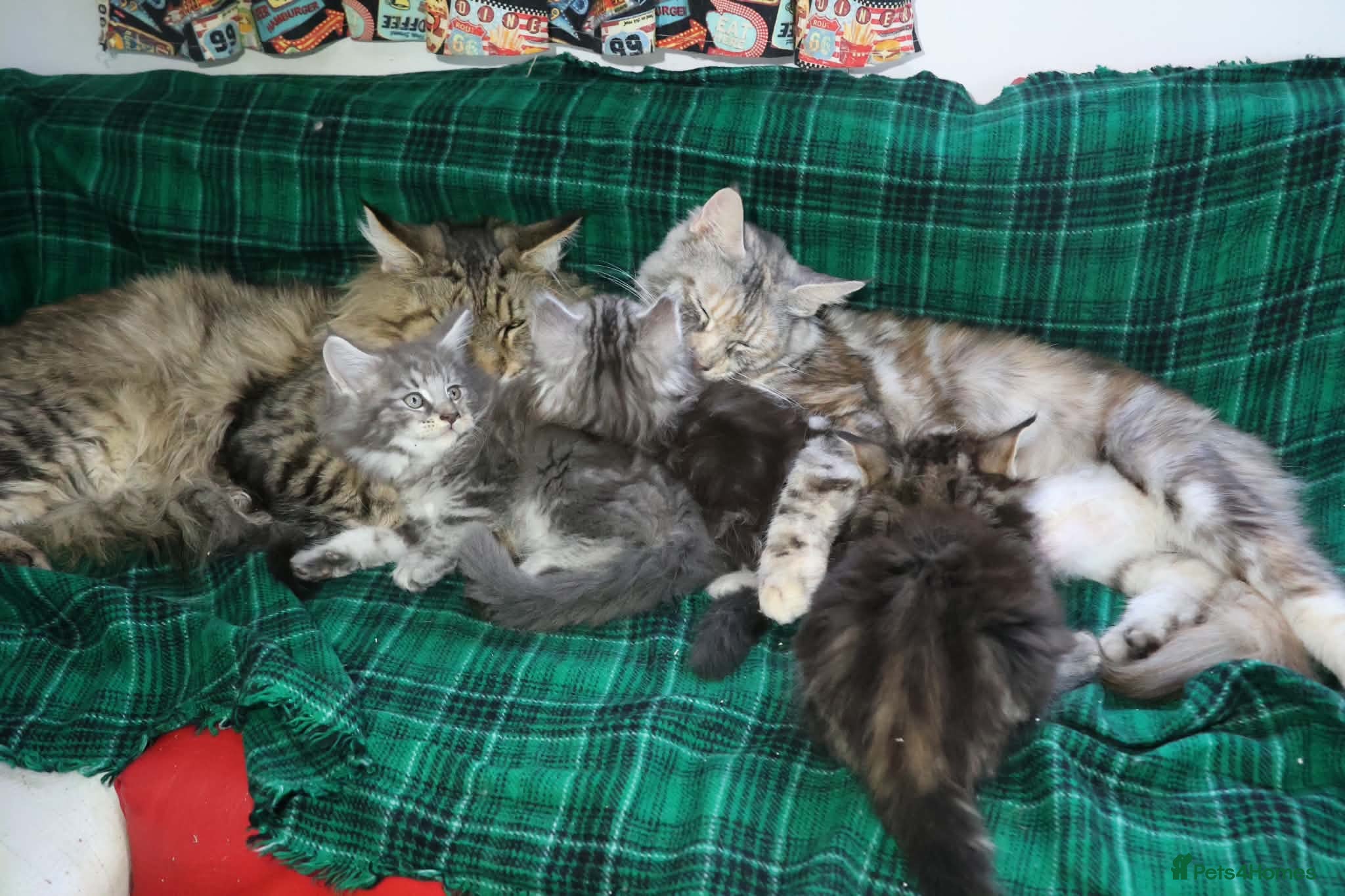 Maine Coon cats American Maine coon Kittens - Advert 3
