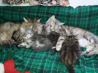 Maine Coon cats American Maine coon Kittens - Advert 3