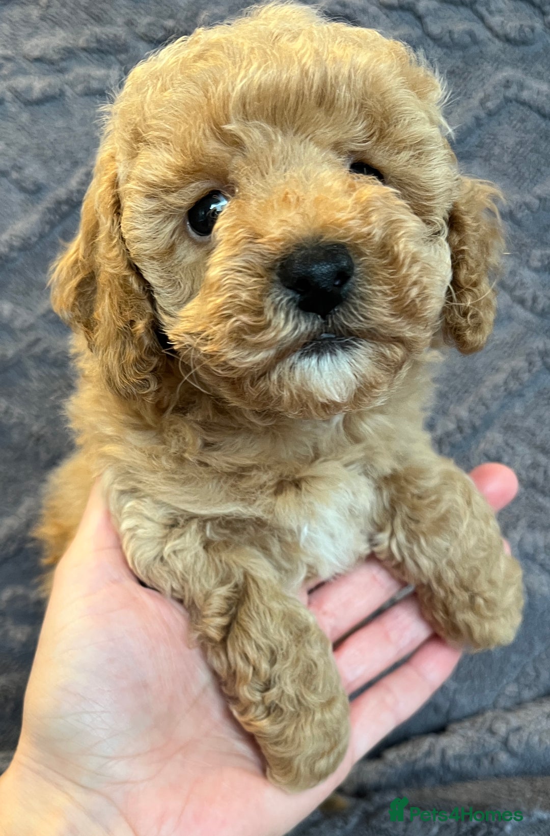 Miniature Poodle dogs for sale: Miniature Poodle Puppies Available.  - Image 15