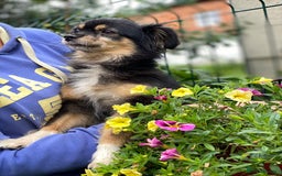 Mixed Breed dogs for adoption: 💖🐶 ELLA 🐶💖 - Image 6