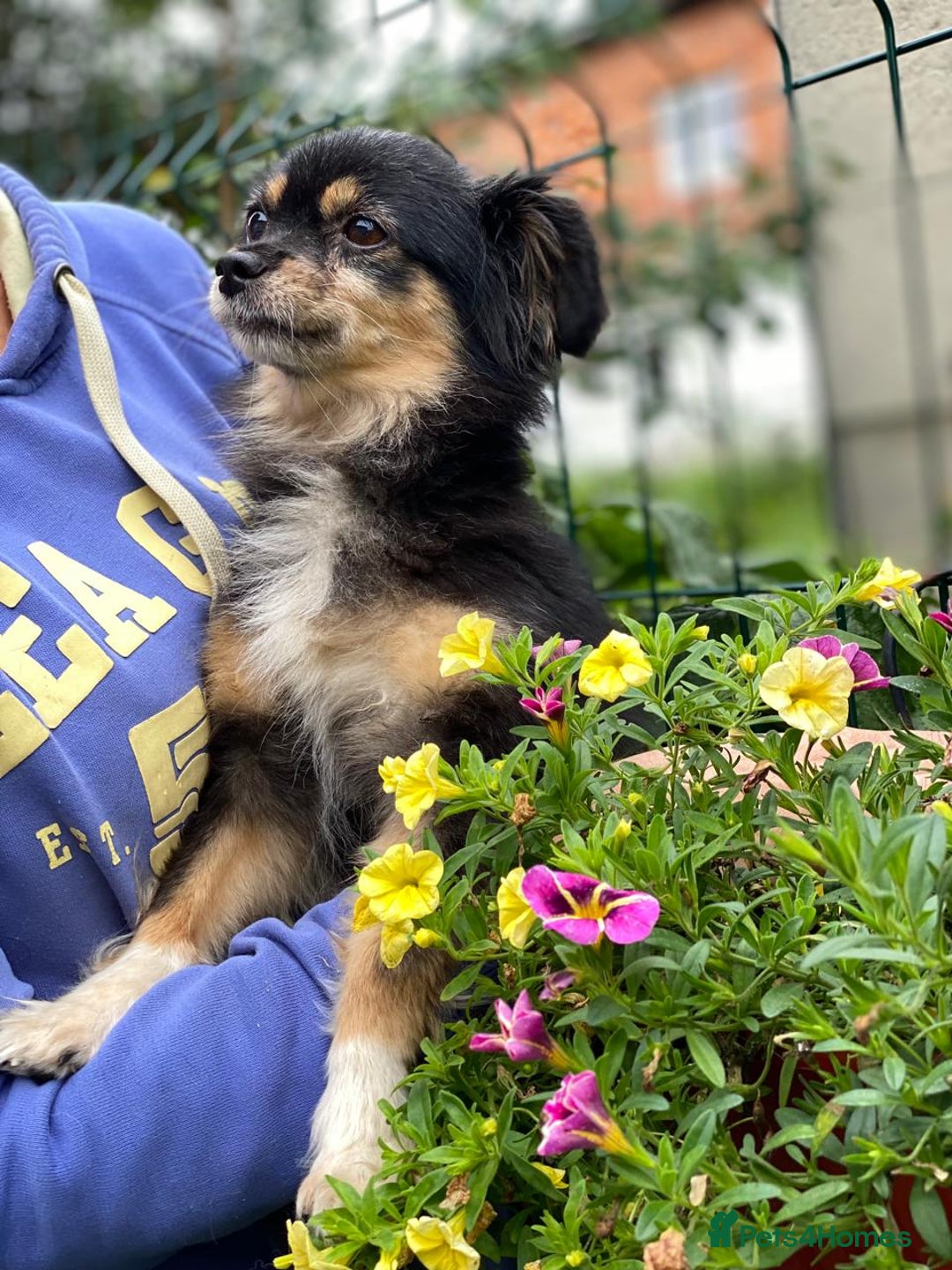 Mixed Breed dogs for adoption: 💖🐶 ELLA 🐶💖 - Image 6