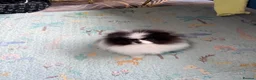 Pomeranian dogs for sale: Party color Pomeranian girl like a panda bear - Advert 3