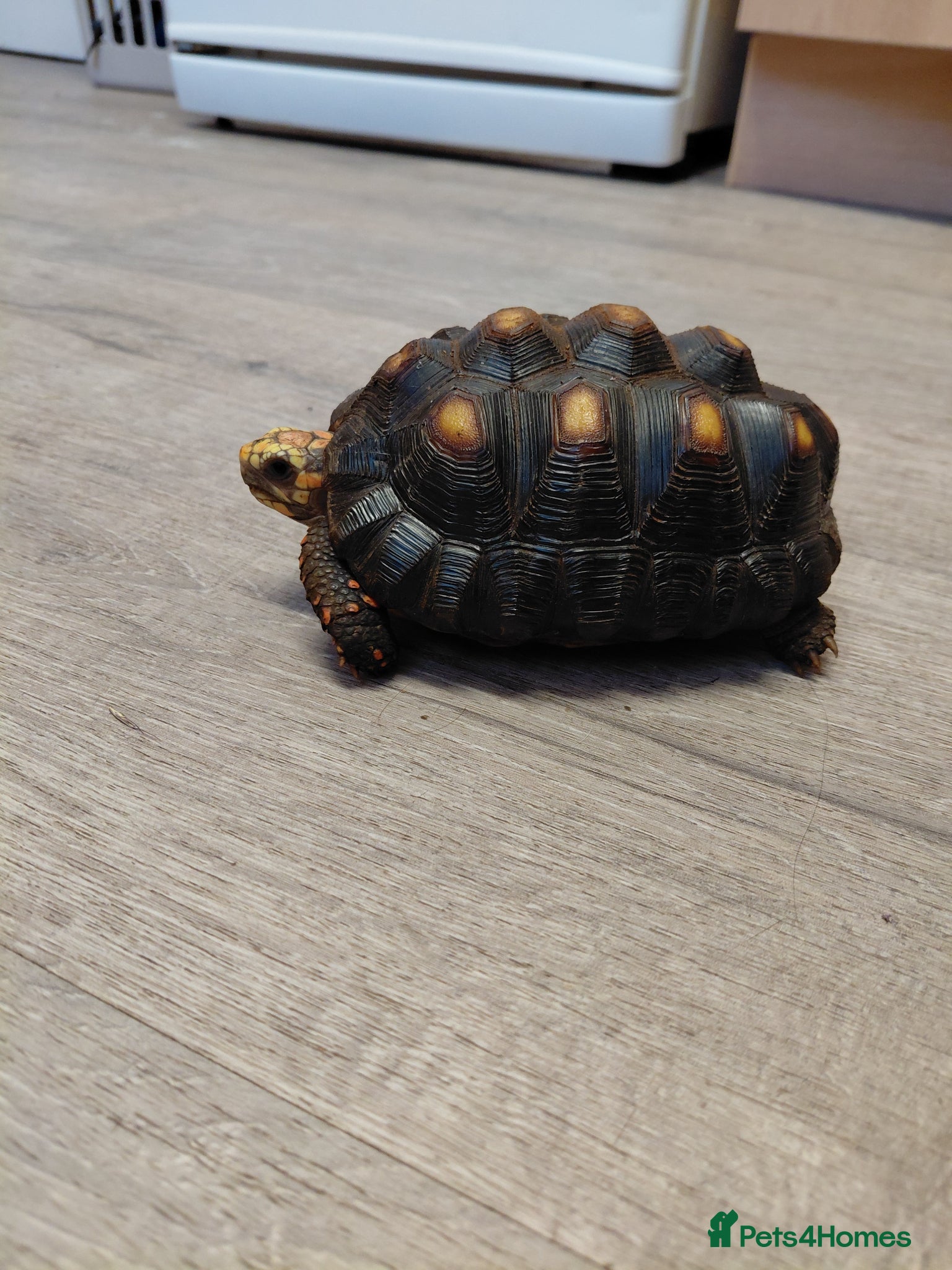 Tortoise reptiles Redfoot tortoise - Advert 1