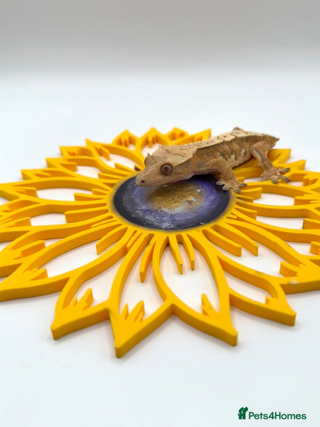 Gecko reptiles for sale: Various Crested Geckos for Sale - Image 1