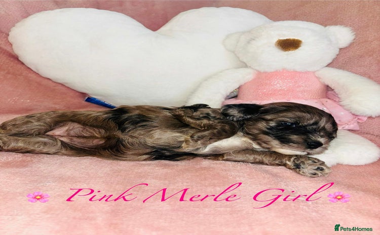 Cavapoo dogs - Advert 2