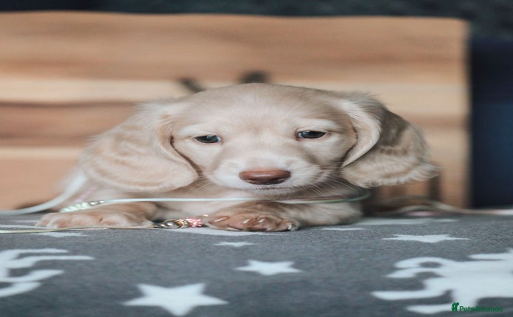 Miniature Dachshund dogs - Advert 1