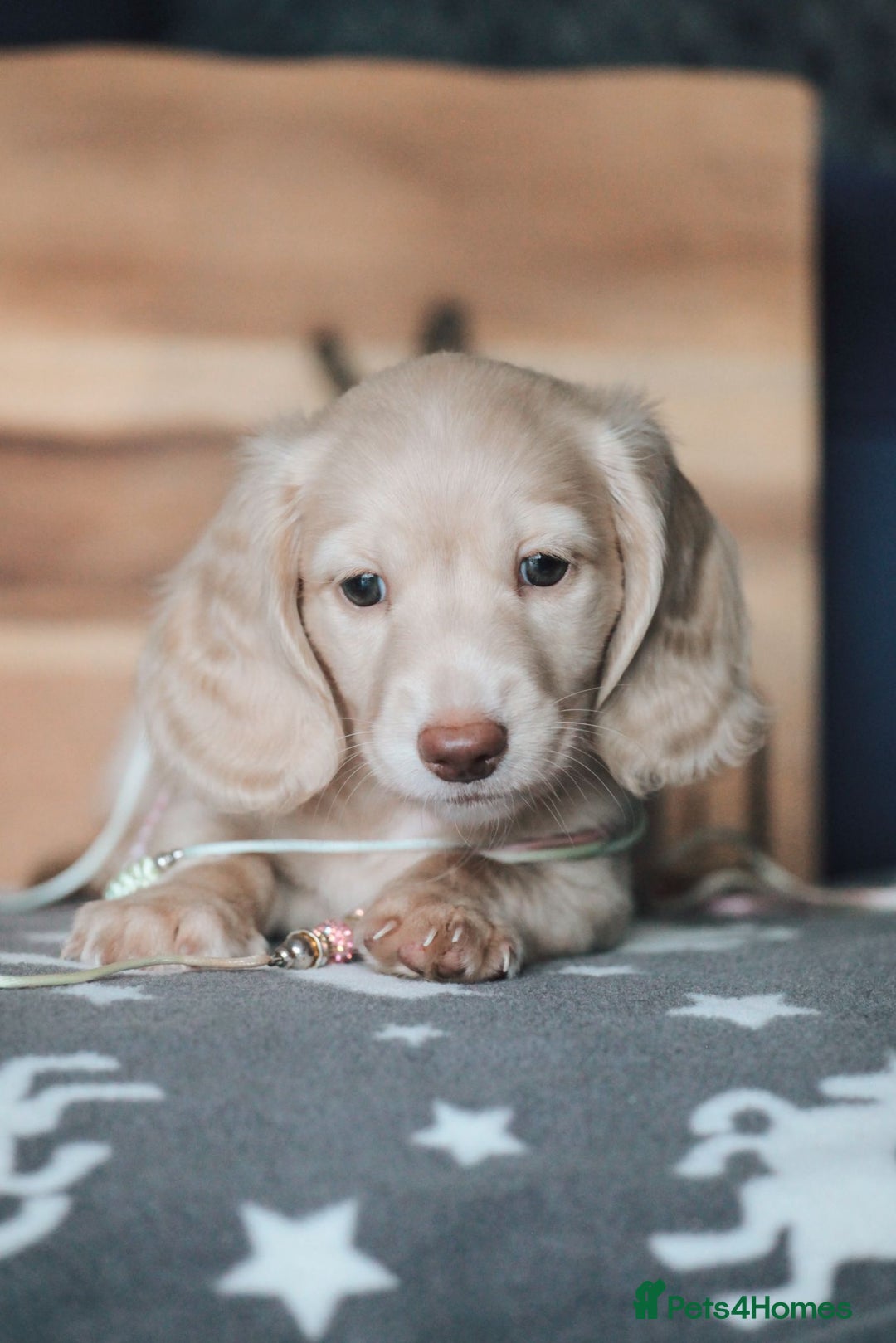 Miniature Dachshund dogs for sale: CREAM MINIATURE DACHSHUNDS CHAMPION PEDIGREE  - Image 1