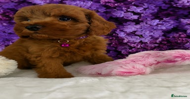 Cavapoo dogs - Advert 3