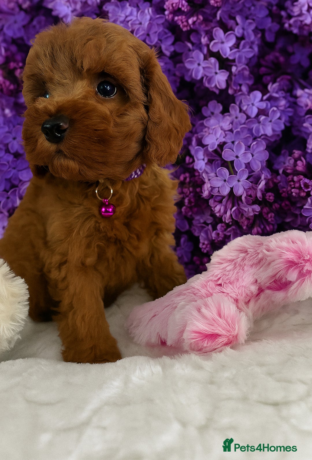 Cavapoo dogs for sale: 7 perfect f1b cavapoo’s. Fully dna & health clear. - Image 2