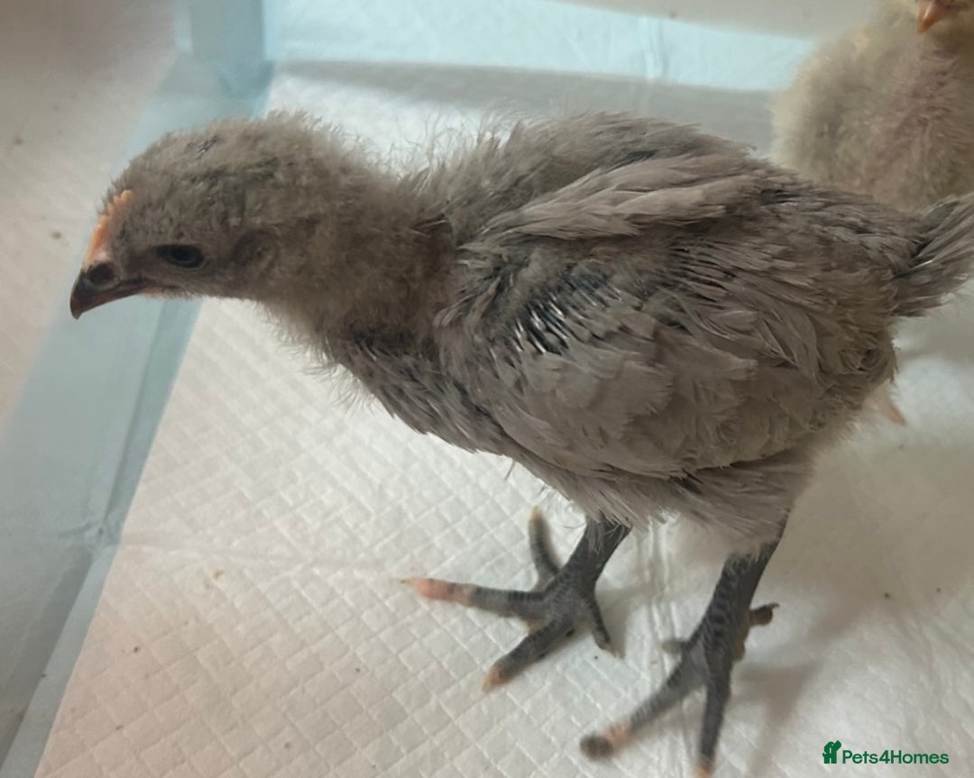 Chickens poultry for sale: Orpington chicks for new homes - Image 4