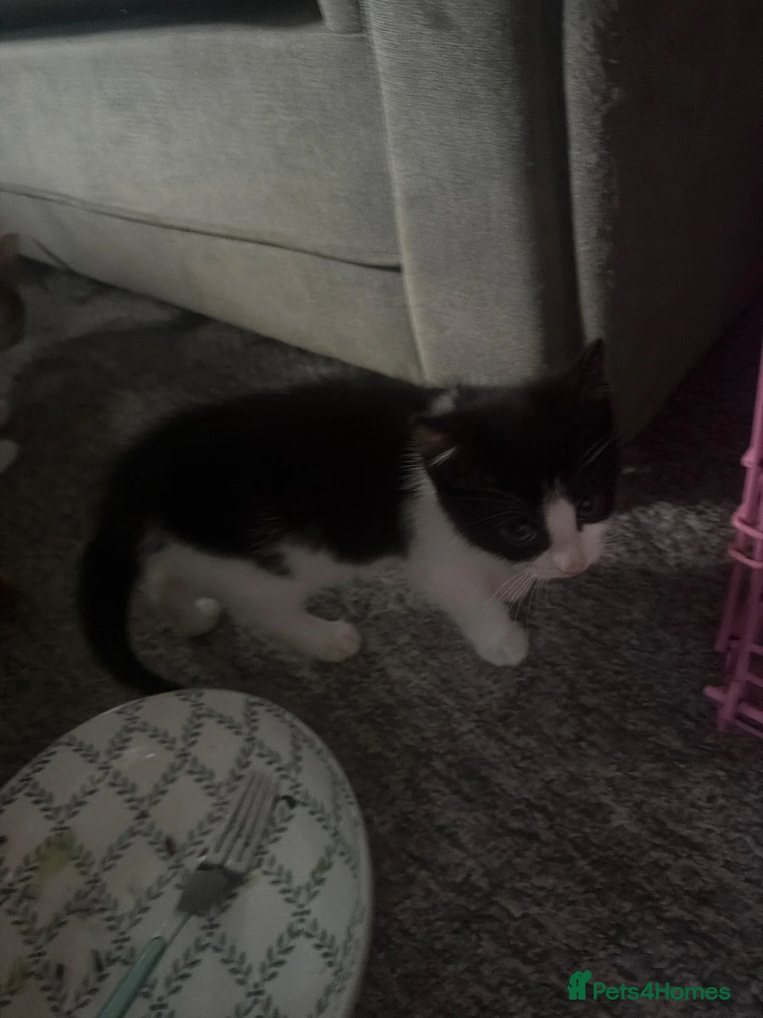 British Shorthair cats for sale: Kittens for sale 2 boys 1 girl - Advert 7