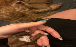 Cavapoo dogs for sale: Cavapoo F1B - Advert 20