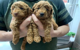 Toy Poodle dogs for sale: Gorgeous KC registered Red Toy Poodle pups - Image 3