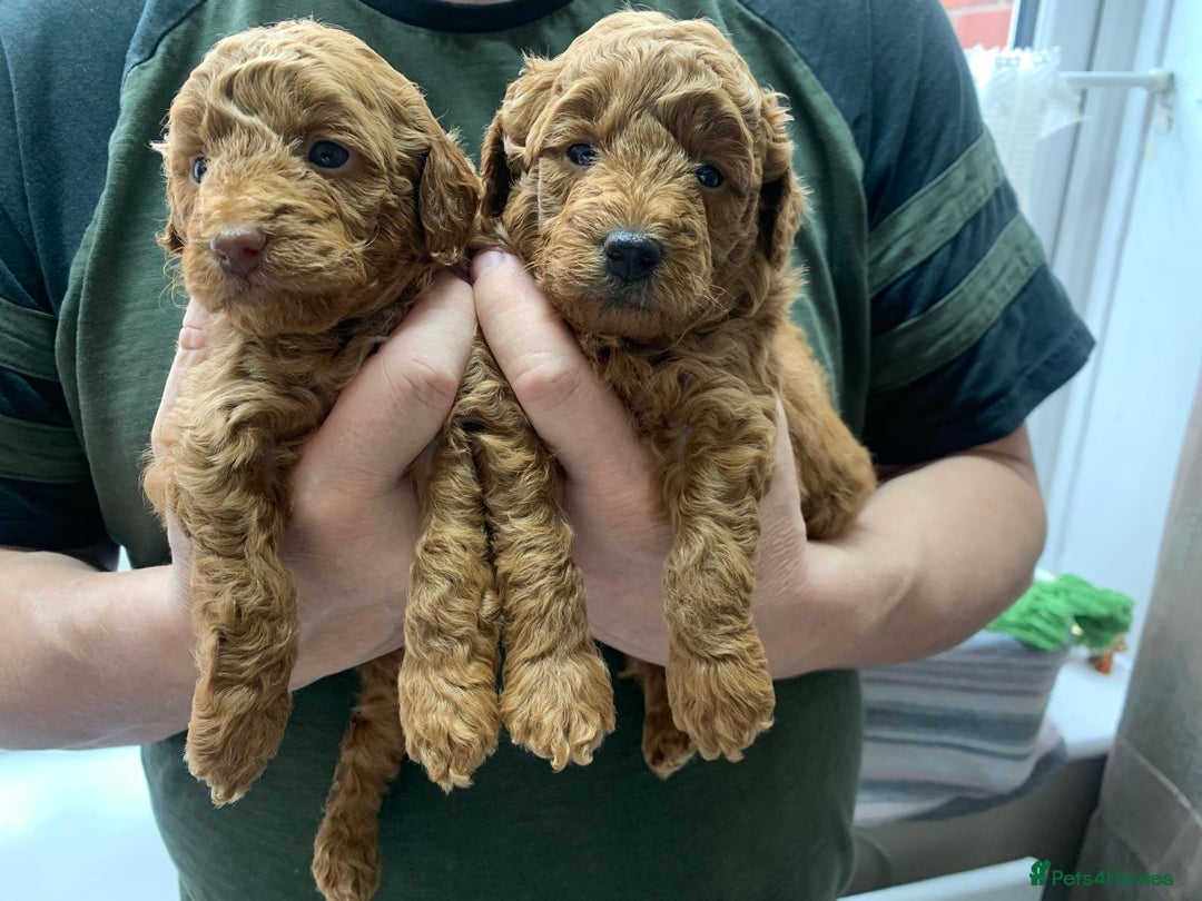 Toy Poodle dogs for sale: Gorgeous KC registered Red Toy Poodle pups - Image 3