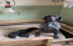 Mixed Breed dogs for sale: 1 female pup remaining. - Image 3