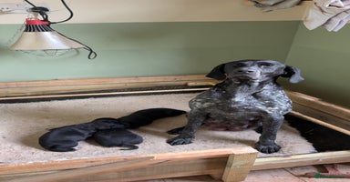 Mixed Breed dogs - Advert 4