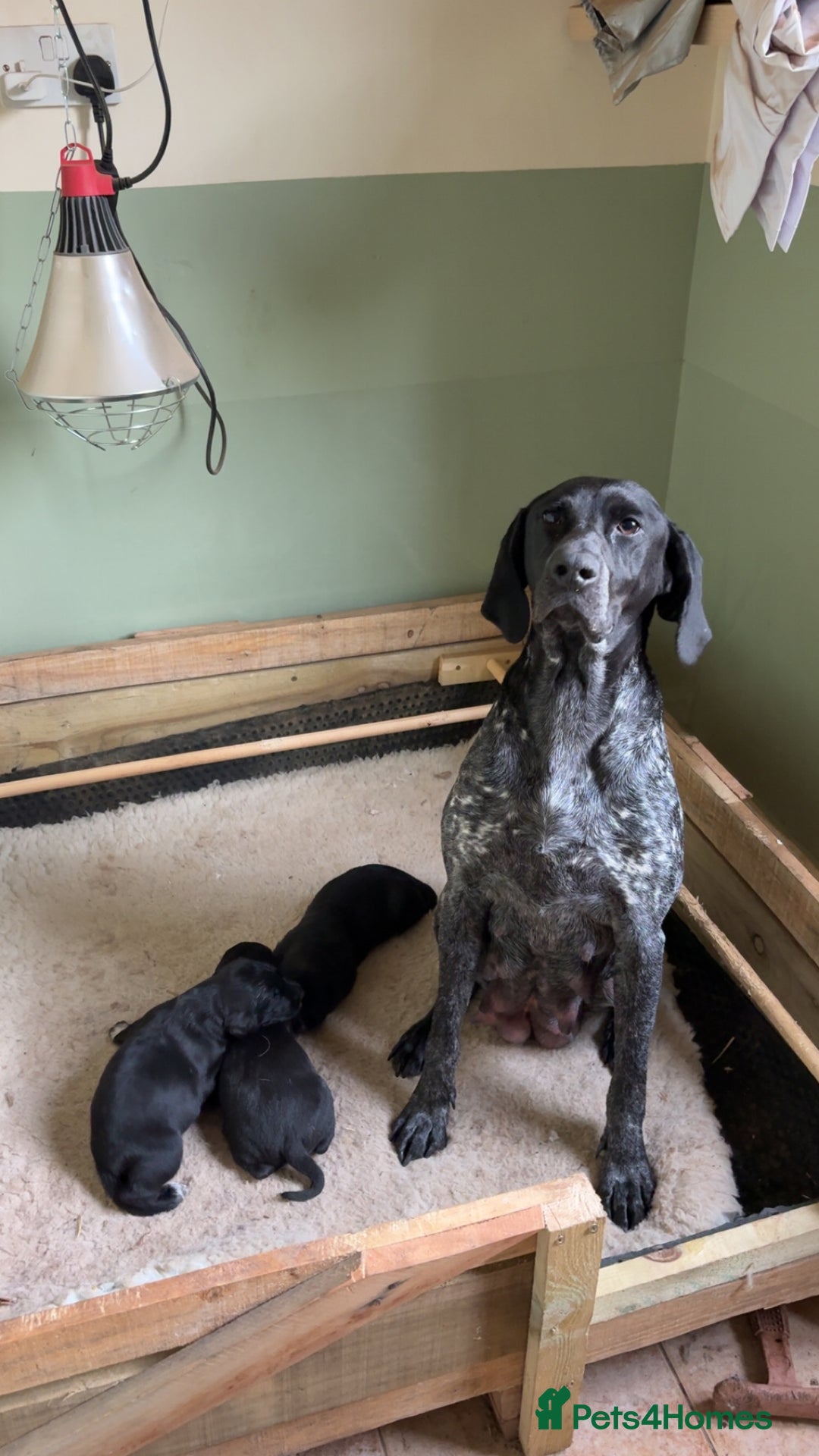 Mixed Breed dogs for sale: 1 female pup remaining. - Image 3