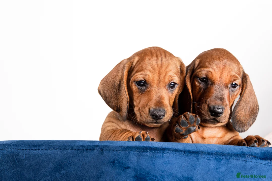 Dachshund dogs for stud: Kc registered standard smooth  in Newton Abbot - Advert 24