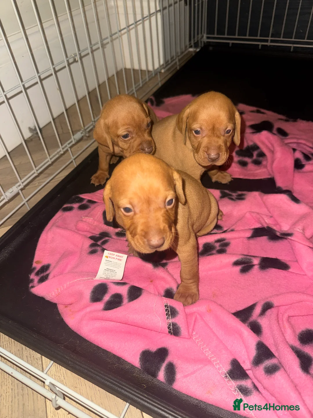 Hungarian Vizsla dogs for sale: Hungarian Vizsla KC Puppies excellent Pedigree - Advert 17