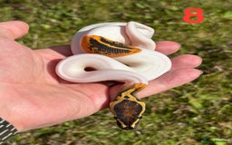 Python Snake reptiles for sale: Ball Python / Royal Python Hatchlings and Adults - Image 9