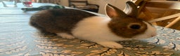 Dutch rabbits for sale: Dutch rabbits - Advert 5