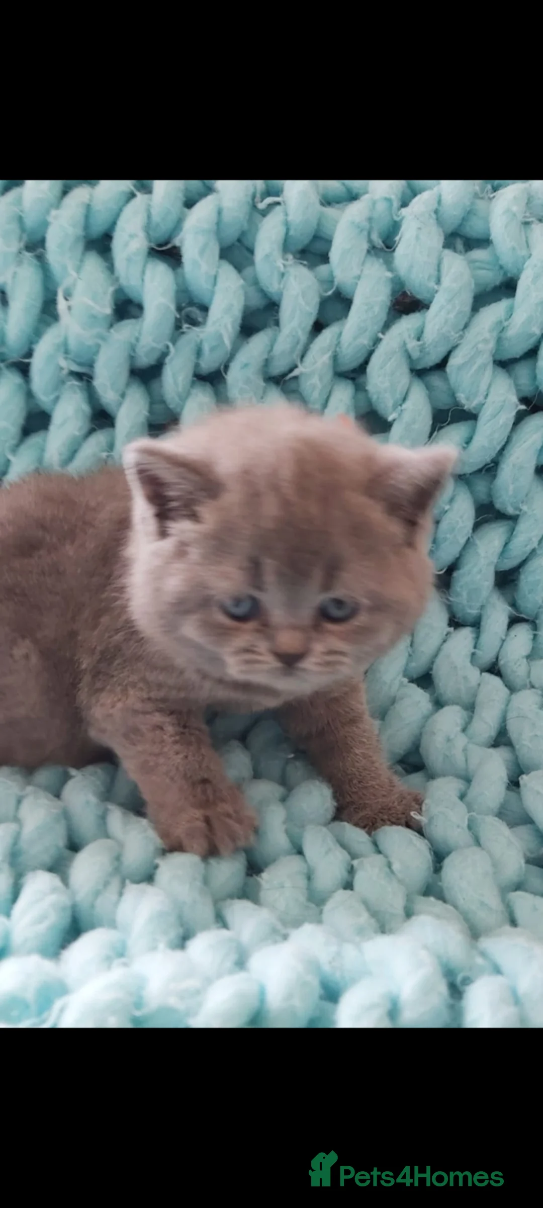British Shorthair cats for sale: Beautiful Pedigree British Shorthair kittens  - Advert 2