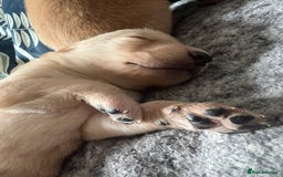 Cockerdor dogs for sale: Fox Red & Golden Labrador cross Cockerdor Puppies  - Image 3