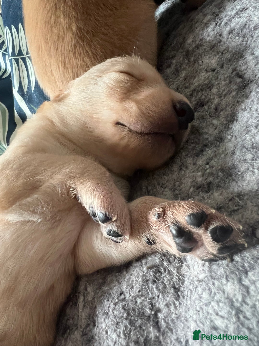 Cockerdor dogs for sale: Fox Red & Golden Labrador cross Cockerdor Puppies  - Image 3