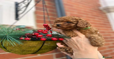 Toy Poodle dogs Tiny Toy Poodles 🩷💙 - Advert 5