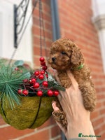 Toy Poodle dogs Tiny Toy Poodles 🩷💙 - Advert 2