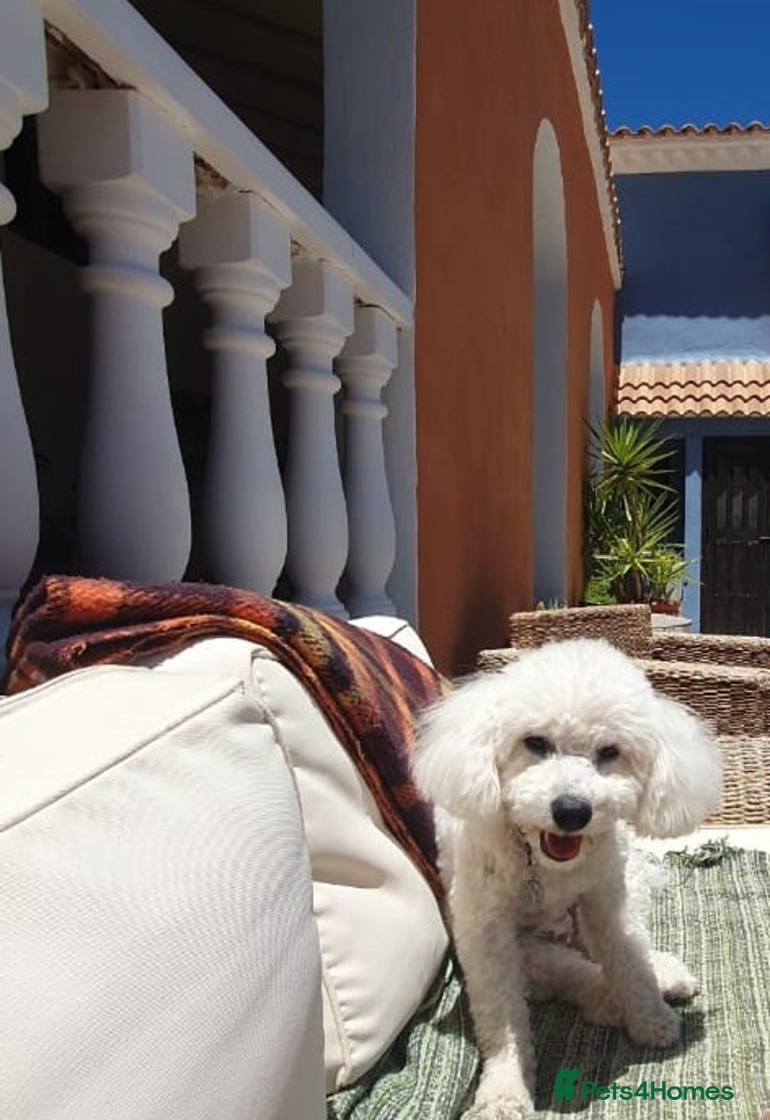 Poochon dogs for sale: Stunning F1 Toy Poochon Puppies BOYS - Image 20