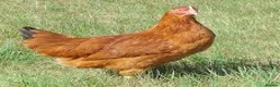 Chickens poultry for sale: Chickens for sale - variety of colours - Advert 4