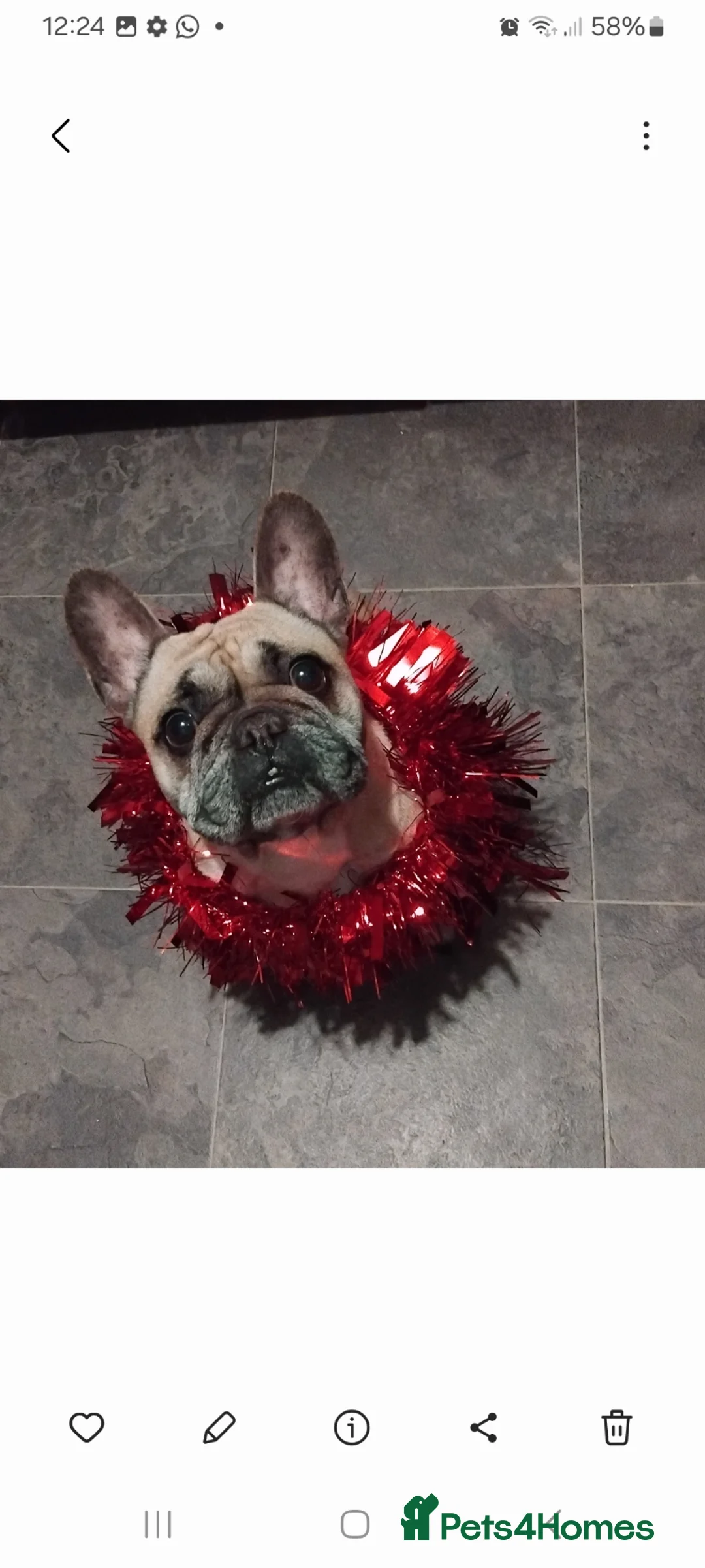 French Bulldog dogs for sale: French bulldog girls  - Advert 7