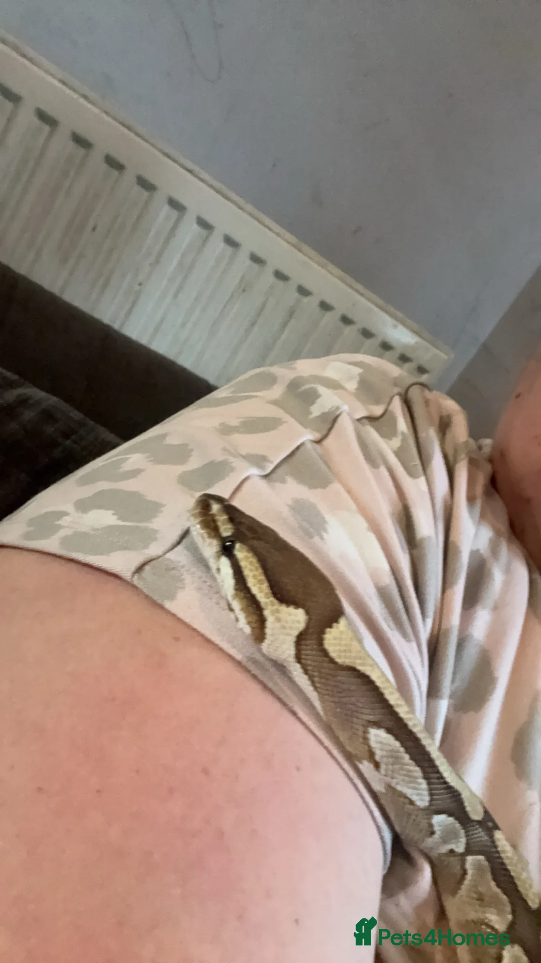 Python Snake reptiles for sale: Royal python looking for new home  in Wakefield - Advert 3