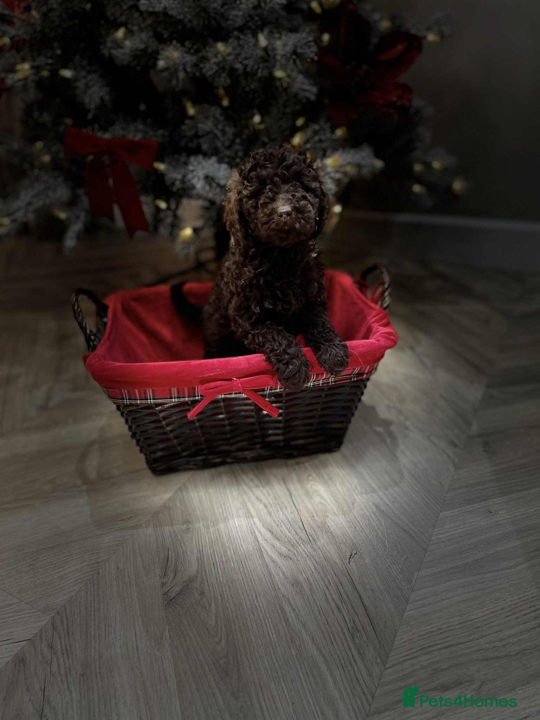 Mini Goldendoodle dogs for sale: LAST 2❗️Miniature goldenoodle pups ready now🏡🌟  - Advert 31