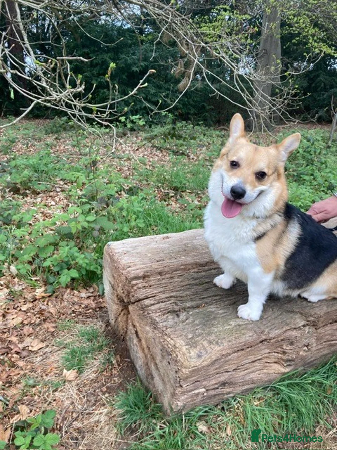 Welsh Corgi Pembroke dogs for sale: Julie & John are looking for their best home ever - Advert 3