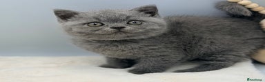 British Shorthair blue