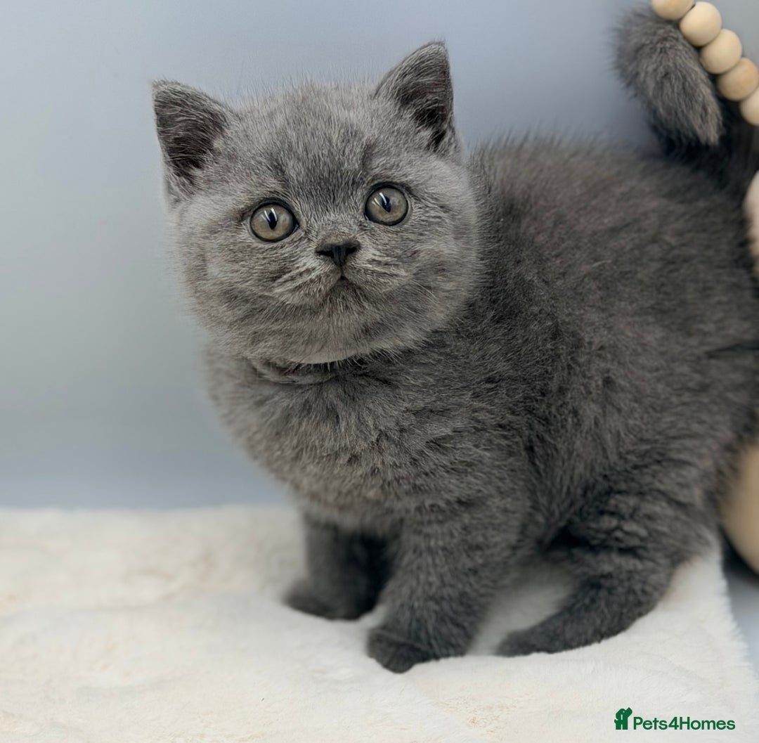 British Shorthair cats for sale: PEDIGREE REGISTERED CHUNKY BRITISH SHORTHAIRS  - Advert 26