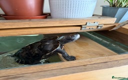 Turtle reptiles for sale: Mississippi Map Turtle & Tank - Image 2