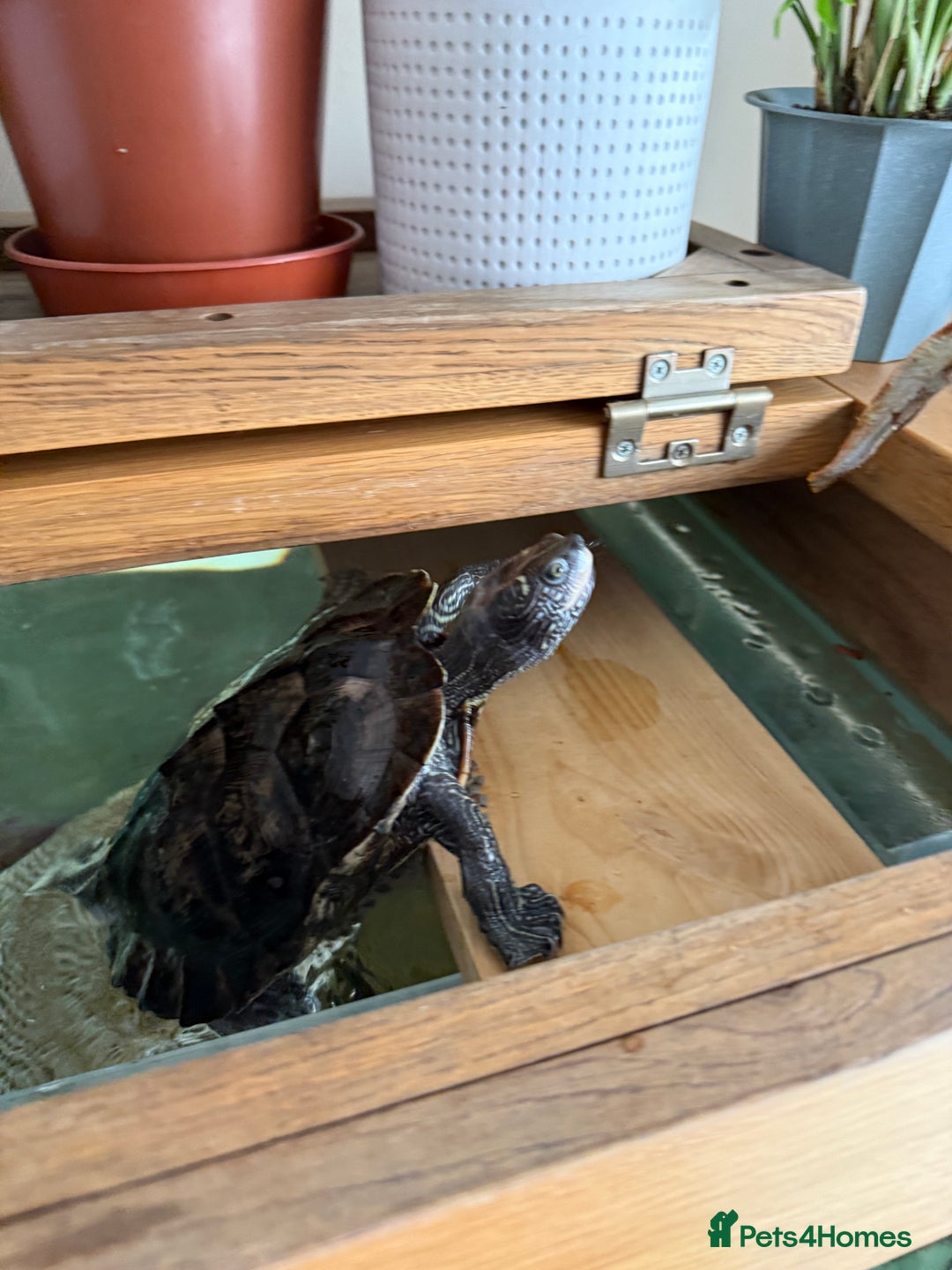 Turtle reptiles for sale: Mississippi Map Turtle & Tank - Image 2