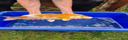 Koi Carp fish for sale: Pond closure - Advert 4