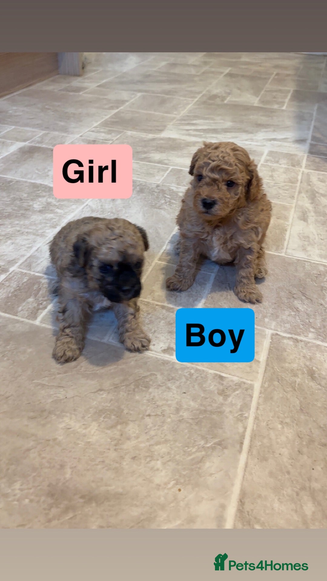 Poochon dogs for sale: Tiny adorable poochon/Dad red toy poodle  - Advert 1