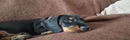 Dachshund dogs for sale: Charlie 10 weeks  in Leicester - Advert 6