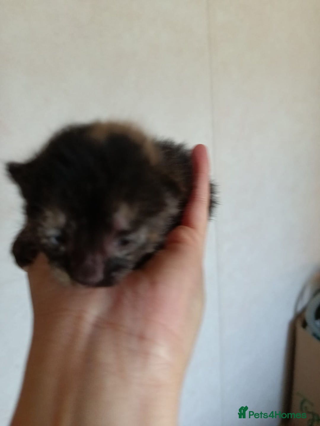 Mixed Breed cats for sale: 🐾 Kittens Looking for Loving Homes! 🐾 - Advert 6