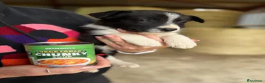 Welsh Collie 7 black and white female 