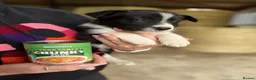 Welsh Collie dogs for sale: Adorable Mid Wales border collie puppies for sale - Advert 7