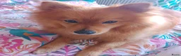 Mixed Breed dogs for adoption: Scotland:💙DEXTER💙ACTIVE,PLAYGUL, LOVING   - Advert 20