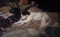 Mixed Breed dogs for sale: Lurcher x wiggy pups - Image 11