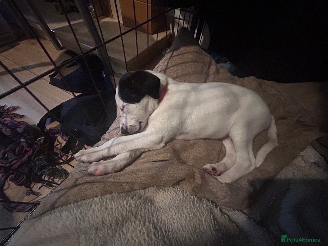 Mixed Breed dogs for sale: Lurcher x wiggy pups - Image 11